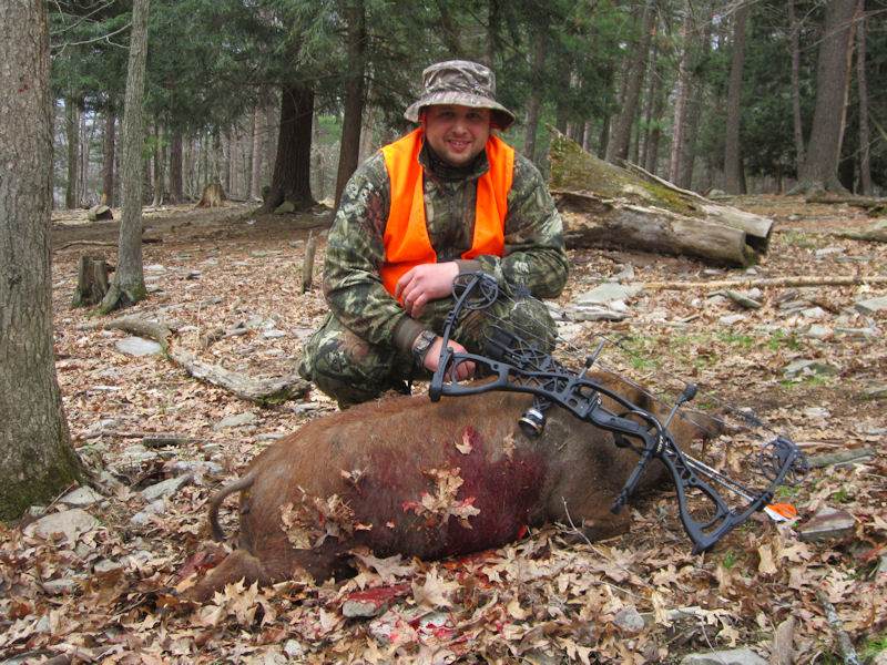Cheap wild boar hunts in pa