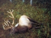 Elk