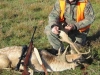 fallow11115