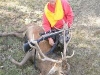 stag5