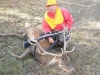 stag5bb
