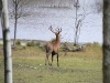 stag9