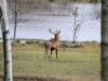 Red Stags
