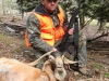 426goat1