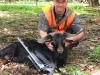 614goat1