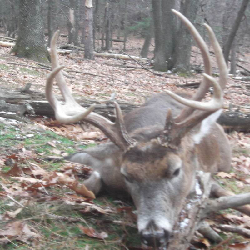 Deer hunting outfitters pa