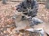 whitetail3