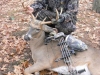 whitetail3bb