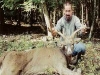 whitetail4