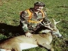 whitetail6