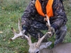 whitetail7bb