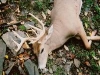 whitetail8