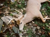 Whitetail 