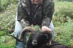 Black Hawaiian Sheep Hunting in PA