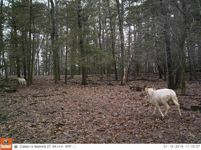 Pennsylvania Antlerless Deer Licenses Tioga Ranch