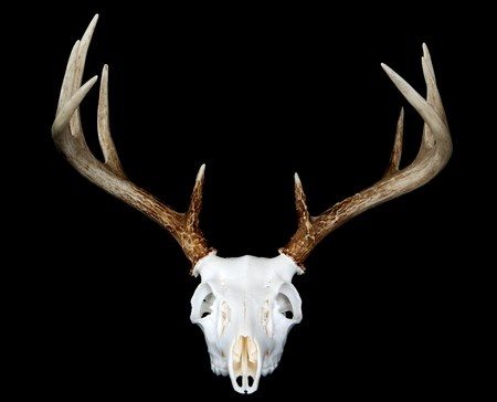 Show Off Your Trophy With Taxidermy - Tioga Ranch