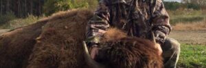 Timeless photo of hunter posing with bison