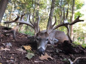 Guided Whitetail Hunts Dead Whitetail deer