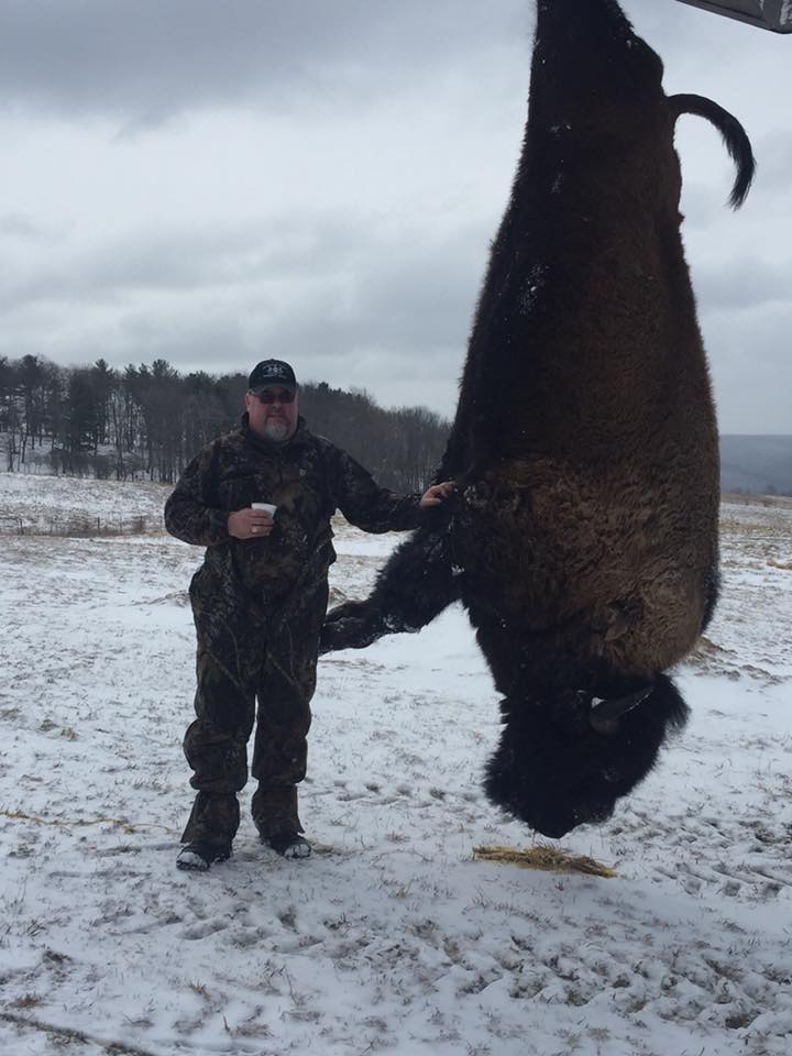 Guided Big Buffalo Hunting Trips in Pennsylvania | Tioga Boar Hunting