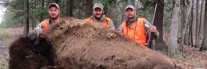 Hunters With Trophy Buffalo
