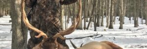 Trophy Elk Hunting