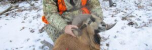 Man Hunting a Corsican Ram
