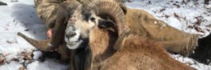 Man Hunting Corsican Ram