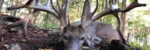Whitetail Deer
