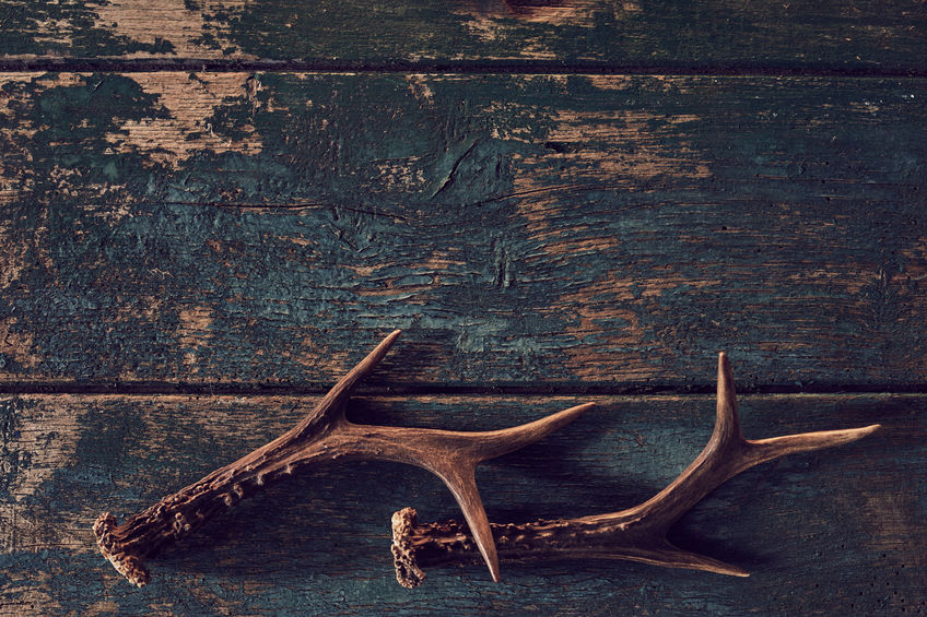 Shed antlers for a buck or deer on vintage wood