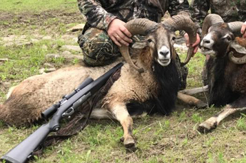 mouflon-ram-with-hunter