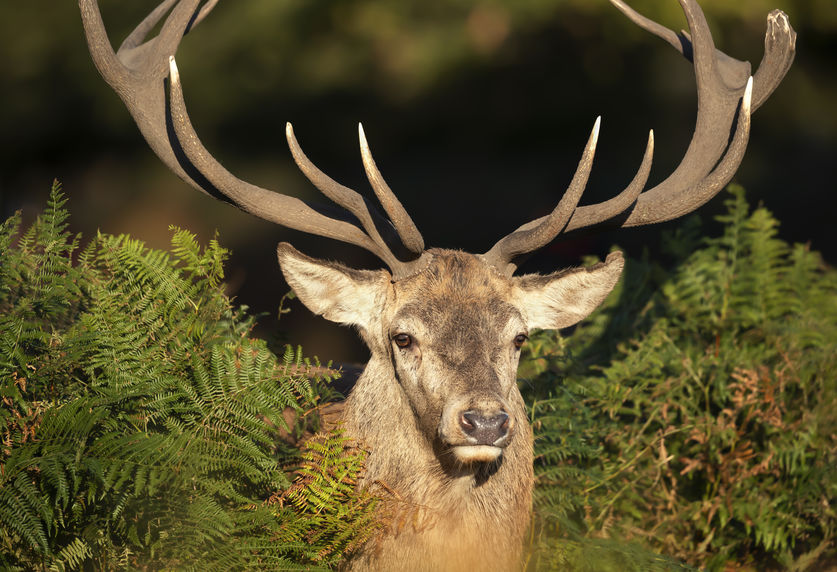 Close-up of a red deer stag during rutting season in autumn