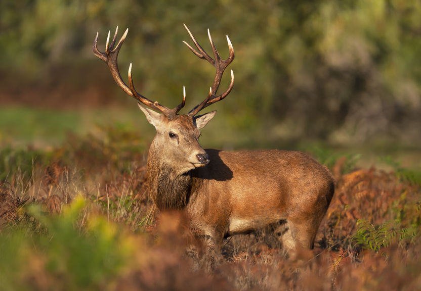 Close up of a red stag deer in the woods