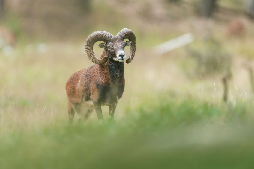 Mouflon buck in field with tall grass.