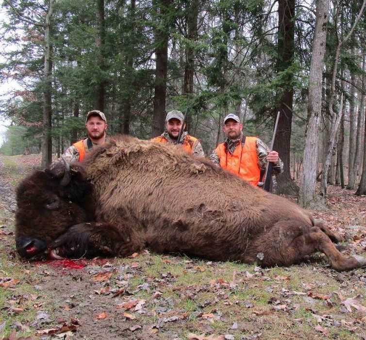 3 hunters taking their picture next to a huge buffalo.