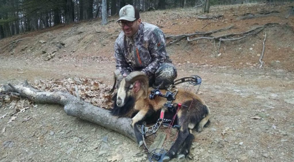 Bow hunter with a Corsican Ram
