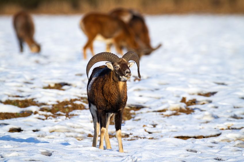 Mouflon rams on the snow