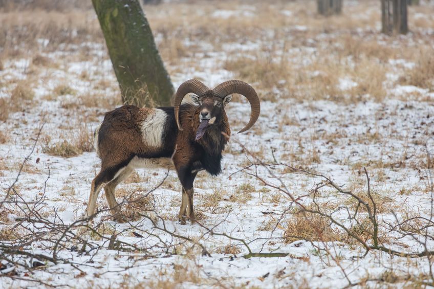 Portrait of an adult mouflon ram in the winter wilderness