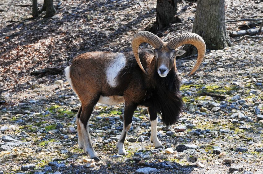 Mouflon ram in Pennsylvania wildernewss 
