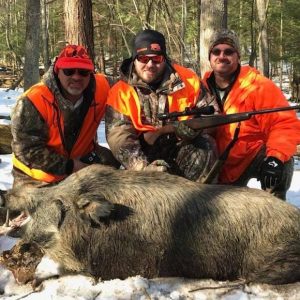 Guided Boar Hunting