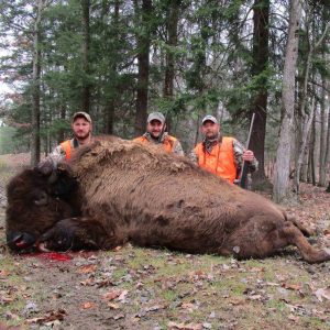 Large Buffalo with Three Hunters