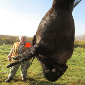 Hanging Buffalo with Hunter