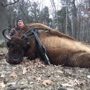 Crossbow Hunted Buffalo with Hunter