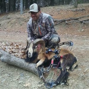 Hunter with Corsican Ram