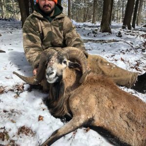 Hunter with Corsican Ram