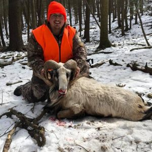 Hunter with Corisican Ram