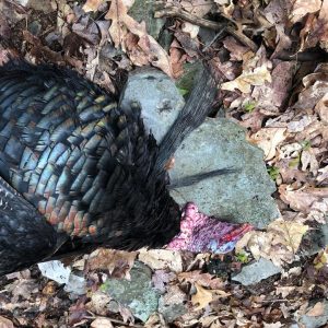 hunted turkey