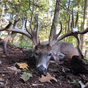 Hunted Trophy Whitetail Deer
