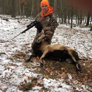 Hunter with Corsican Ram